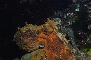 Octopus vulgaris-Belle ile Pointe de Kerzo-4m-20160704-Denis-ADER-DSC_8700_tn